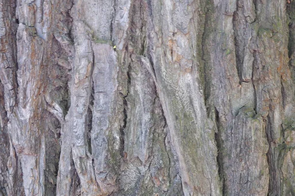 Texture Écorce Arbre Convient Pour Les Milieux — Photo