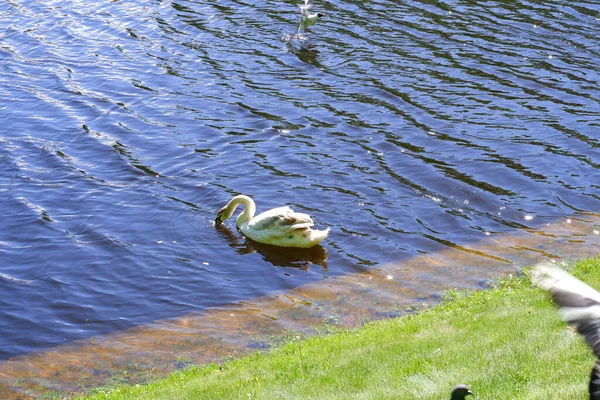 White Swan Swims Pond Birds — Stock Photo, Image