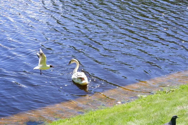 Der Weiße Schwan Sieht Den Vogel Und Schwimmt Teich Vögel — Stockfoto