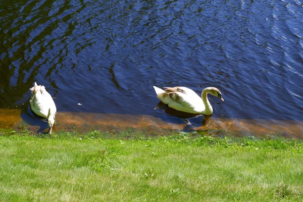 Weiße Schwäne Schwimmen Teich Vögel — Stockfoto