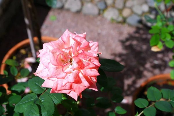Mawar Merah Muda Dengan Latar Belakang Kabur Bunga Bunga — Stok Foto