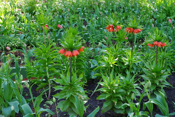 Nombre Las Flores Fritillaria Imperialis Aurora Crecen Jardín —  Fotos de Stock
