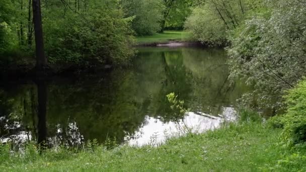 Панорама Парку Ставок Дерева Парку — стокове відео