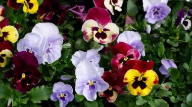 Flowers: Pansies. The movement of flowers in the wind.