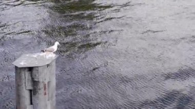 The seagull stands and looks around. 4k