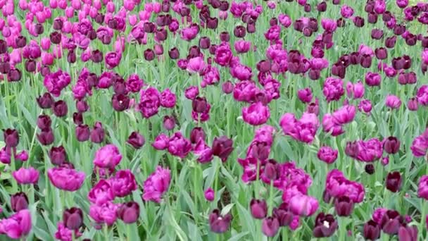 一片漆黑的紫色郁金香在风中飘扬 — 图库视频影像