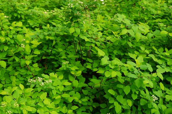 Egy Gyönyörű Zöld Pubertás Bokor Parkban — Stock Fotó