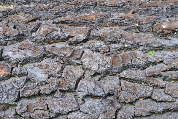 Textura Corteza Árbol Adecuado Para Fondos —  Fotos de Stock