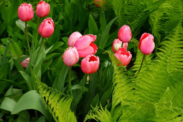 Pink Tulips Fern Beautiful Flowers — Stock Photo, Image