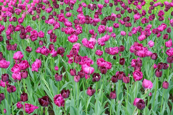 Äng Med Tulpaner Vackra Blommor Trädgården Lämplig För Bakgrunder — Stockfoto