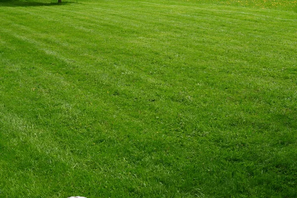 緑の草原 公園のパノラマ — ストック写真