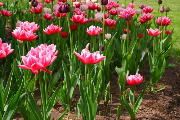 Pink White Tulips Beautiful Flowers — Stock Photo, Image