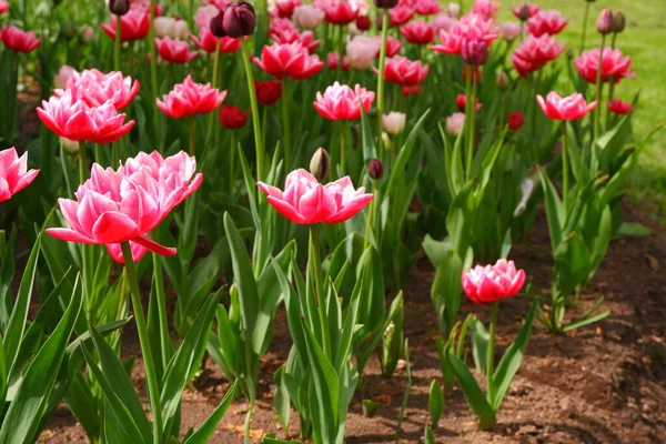 Tulipes Roses Blanches Belles Fleurs — Photo