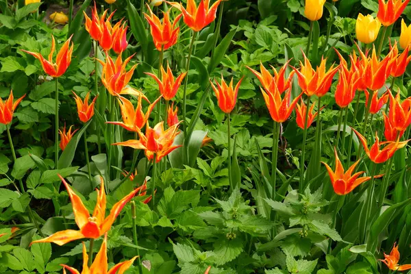 Tulipanes Amarillo Anaranjados Hermosas Flores —  Fotos de Stock