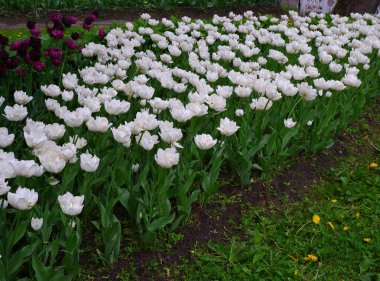 Beyaz lalelerden oluşan bir açıklık. Çiçekler..