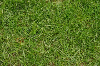 Yeşil çimen dokusu. Yeşil çimen arkaplanı