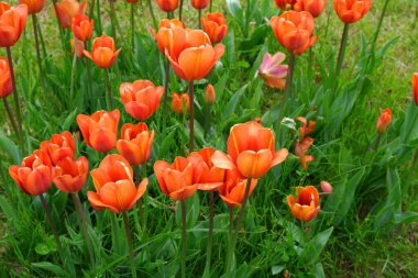 Turuncu lale. Çiçekler. Bitkiler. Özgeçmiş için uygun.