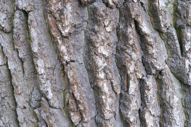 Ağaç kabuğu dokusu. Özgeçmiş için uygun.