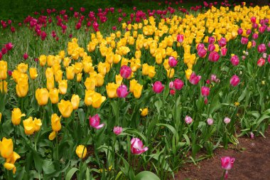 Çok renkli lalelerden bir çiçek demeti..