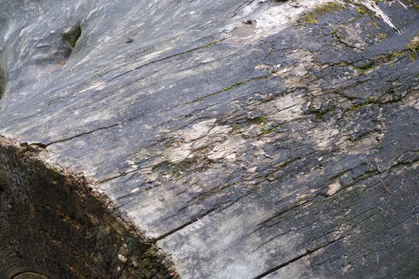 Textura Corteza Árbol Adecuado Para Fondos — Foto de Stock