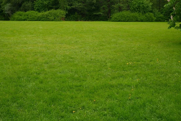 Panorama Park Tree Large Field — Stock Photo, Image