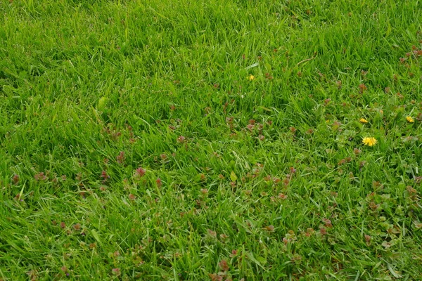 Πράσινο Γρασίδι Υφή Πράσινο Φόντο Γρασίδι — Φωτογραφία Αρχείου