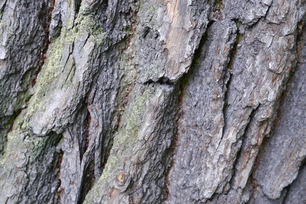 Texture Écorce Arbre Convient Pour Les Milieux — Photo