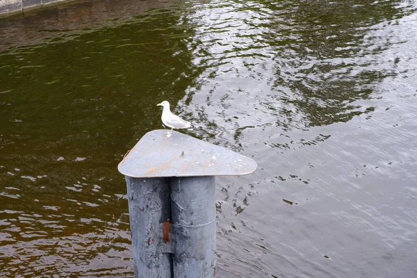 Gaivota Está Pássaros Lagoa — Fotografia de Stock