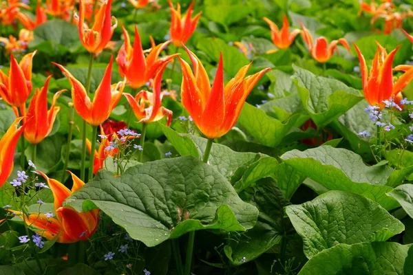 Tulipanes Amarillo Anaranjados Flores Adecuado Para Fondo —  Fotos de Stock