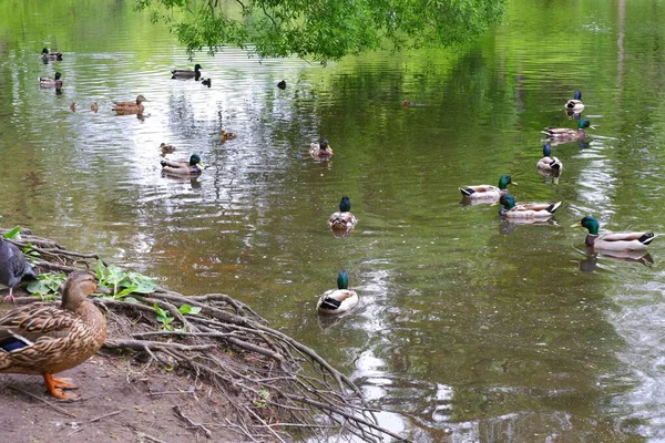 Pato Com Patinhos Pombas Pássaros Lagoa — Fotografia de Stock