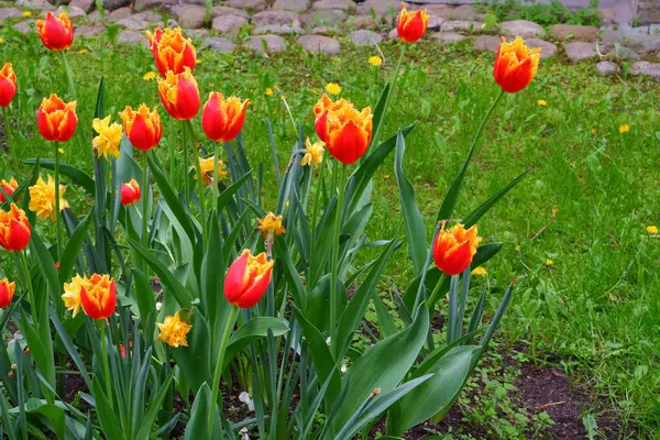 Yellow Orange Tulips Flowers Suitable Background — Stock Photo, Image