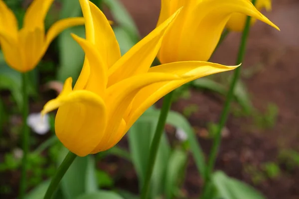 Yellow Tulip Transparent Background Beautiful Flowers Suitable Backgrounds — Stock Photo, Image