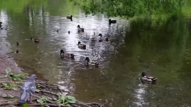 Los Patos Nadan Estanque — Vídeos de Stock