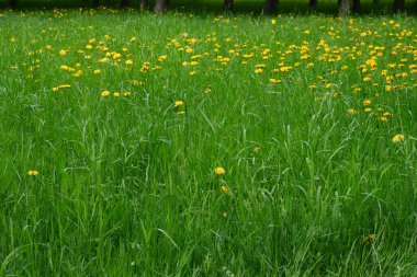 Sarı karahindiba ormanı. Özgeçmiş için uygun.