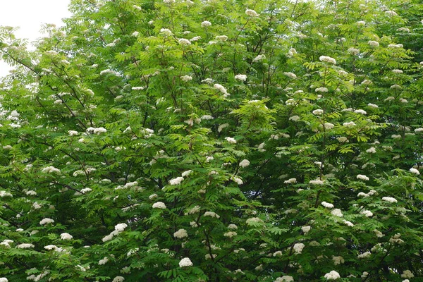 Bela Árvore Floração Contra Céu — Fotografia de Stock