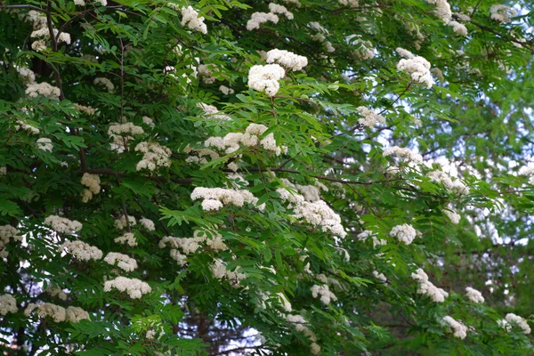 Bela Árvore Floração Contra Céu — Fotografia de Stock