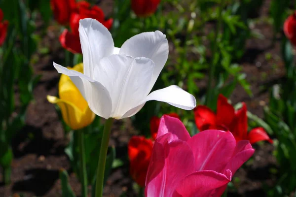 Flowers Tulips Suitable Backgrounds — Stock Photo, Image