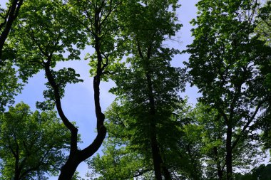 Parktaki ağaçlar. Mavi gökyüzü arkaplanı.