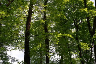 Parktaki ağaçlar. Mavi gökyüzü arkaplanı.