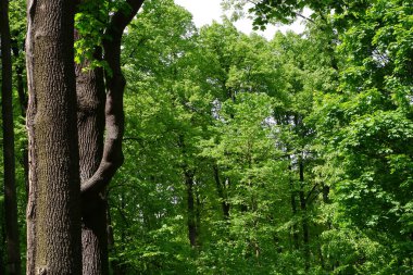 Parktaki ağaçlar. Mavi gökyüzü arkaplanı.