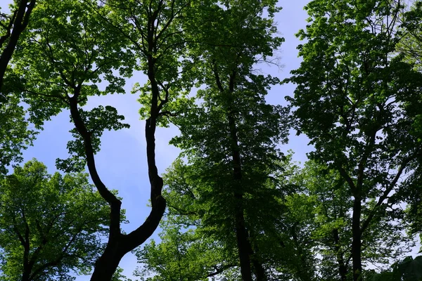 Des Arbres Dans Parc Fond Bleu Ciel — Photo