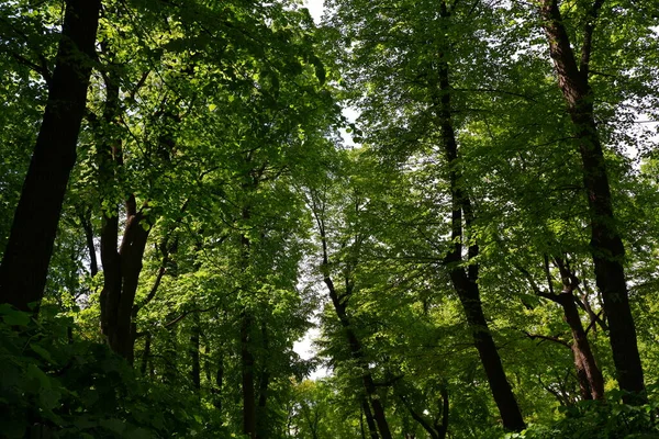 Des Arbres Dans Parc Fond Bleu Ciel — Photo