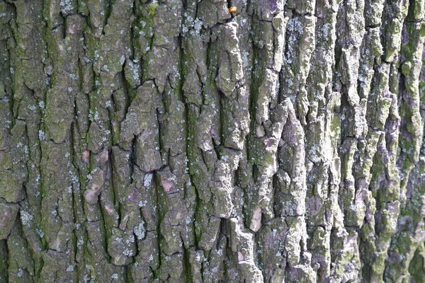 Textura Casca Árvore Adequado Para Fundos — Fotografia de Stock