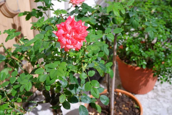 Une Rose Rouge Pousse Dans Jardin Fleurs — Photo