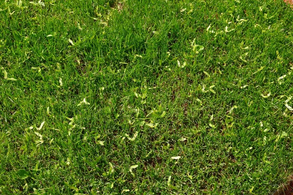 Πράσινο Γρασίδι Υφή Πράσινο Φόντο Γρασίδι — Φωτογραφία Αρχείου