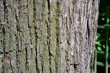 Ağaç kabuğu dokusu. Özgeçmiş için uygun.