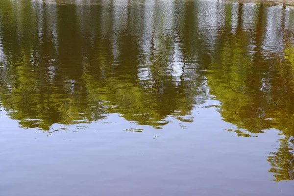 Reflexion Der Bäume Teich — Stockfoto