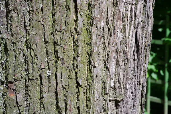 Textura Corteza Árbol Adecuado Para Fondos —  Fotos de Stock