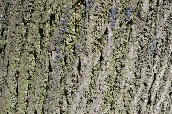 나무껍질 배경에 적합하다 — 스톡 사진