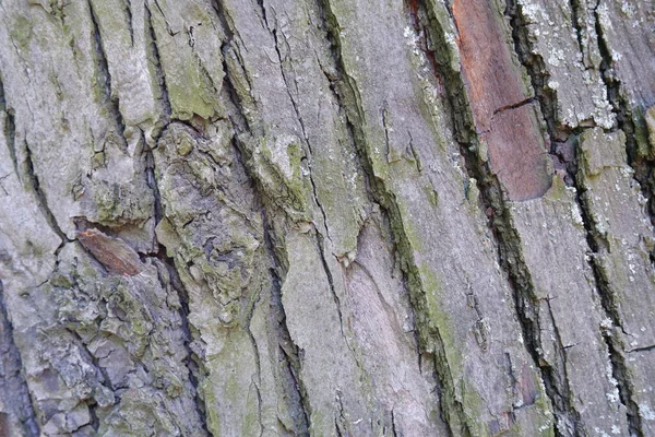 Texture Écorce Arbre Convient Pour Les Milieux — Photo